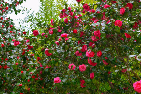 Red Camellia japonica flowers in the garden. common camellia, Japanese camellia. Floral background. Spring bloom.の写真素材