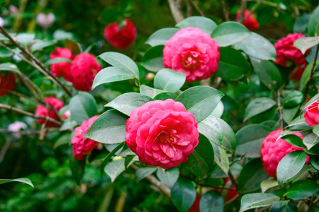 Red Camellia japonica flowers in the garden. common camellia, Japanese camellia. Floral background. Spring bloom.の写真素材