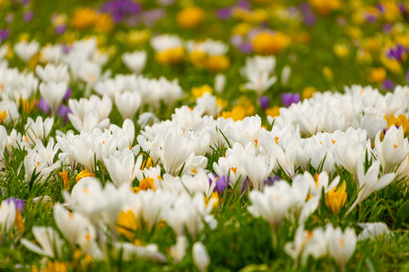 Glade of crocuses. Spring bloom. Floral natural background. family Iridaceae.の写真素材