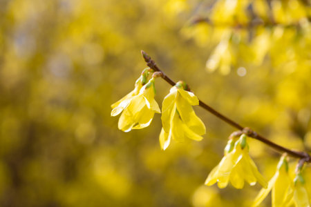 Yellow forsythia flowers, close-up. Floral background. Spring bloom. family Oleaceae.の写真素材