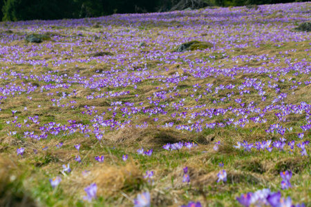 Glade of crocuses. Spring bloom. Floral natural background. family Iridaceae.の写真素材