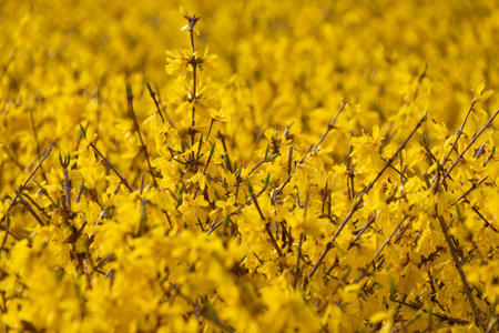 Yellow forsythia flowers, close-up. Floral background. Spring bloom. family Oleaceae.の写真素材