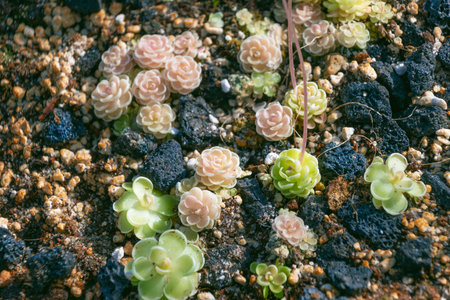 Small Pinguicula jaumavensis plants, close-up. insectivorous plant in the botanical garden.