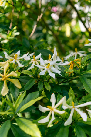 Beautiful white and yellow Gardenia flowers. Spring bloom. flowering plants in the coffee family,...