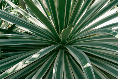 Agave, close-up. Green plant background. ornamental plant in the botanical garden.