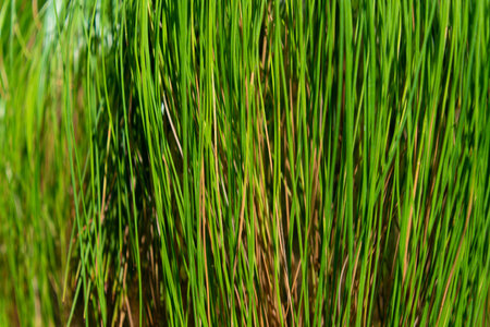Green natural plant background. Branches of Pinus patula, close-up. patula pine, spreading-leaved...