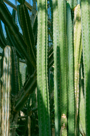Lots of different cacti in the botanical garden. Green natural background. Thorns.
