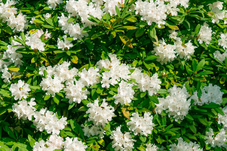 Beautiful white flowers of Rhododendron aureum. Spring bloom. Floral background.