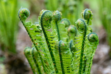 Onoclea sensibilis in the forest in spring, close-up. the sensitive fern, the bead fern.の写真素材