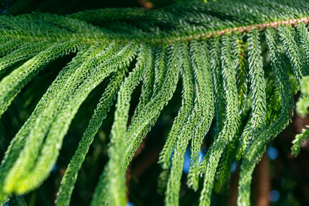 Green branch of a coniferous tree. Araucaria columnaris. the coral reef araucaria, Cook pine, New...