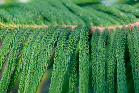 Green branch of a coniferous tree. Araucaria columnaris. the coral reef araucaria, Cook pine, New...