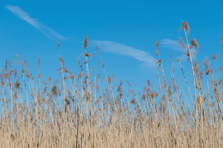 Dry thickets of common reeds against a blue sky. Phragmites australis. Natural background.