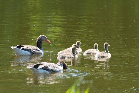 A greylag goose family with goslings swims in a pond. Birds in nature. Anser anser.の写真素材