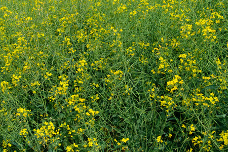 Rapeseed field. Yellow rapeseed flowers. Natural background. Agricultural crop Spring landscape.