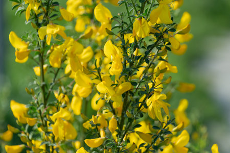 Yellow flowers of Cytisus scoparius (Sarothamnus scoparius). the common broom, Scotch broom.の写真素材