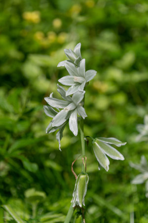 White Ornithogalum nutans flower in a meadow, close-up. drooping star-of-Bethlehem.
