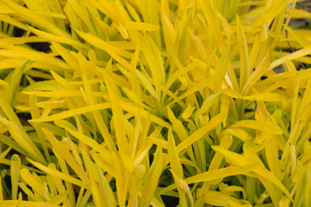 Yellow leaves of Goldenrod 'Hiddigeigei' (Solidago), close-up. Yellow floral background.