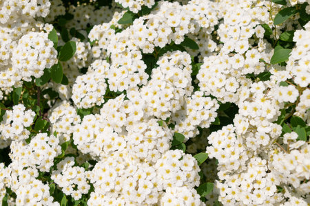 Small white flowers of Spiraea chamaedryfolia, close-up. germander meadowsweet, elm-leaved spirea....
