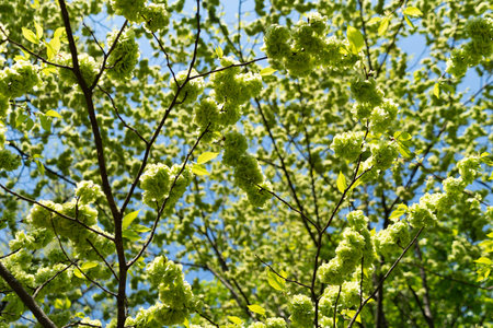 Green flowers of Ulmus glabra Hudson. the wych elm or Scots elm. Spring bloom. Green natural...