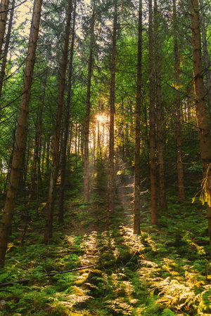 Sunlight breaks through the trees. Spruce forest in the mountains at dawn. Natural summer...