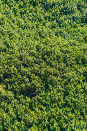 Green coniferous background. Pinus pumila, the Siberian dwarf pine, dwarf Siberian pine,dwarf stone...