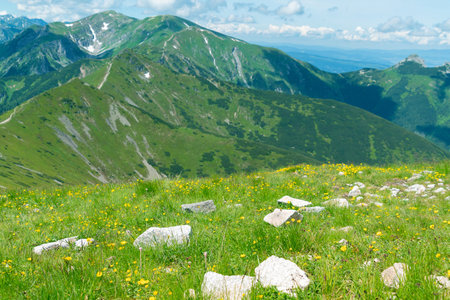 A clearing with yellow flowers and a view of the mountains. Beautiful landscape in the Tatras,...