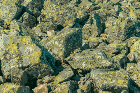 Candelariella vitellina. Yellow crustose areolate lichen on a stone, close-up. Stone background.の写真素材