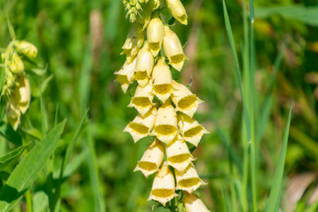 Beautiful yellow flowers of Digitalis grandiflora, the yellow foxglove. big-flowered foxglove, large yellow foxglove.の写真素材
