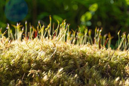 Moss on a mountain slope, close-up. Beautiful natural background. Plants in the mountains.の写真素材