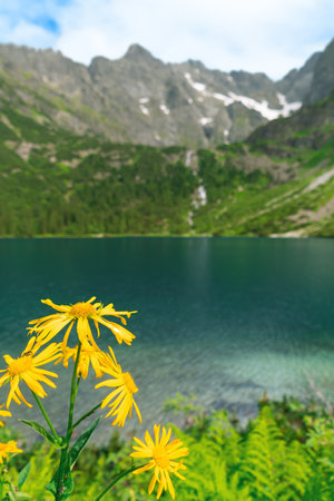 Beautiful mountain landscape. Mountain lake and yellow flowers in the foreground. Morskie Oko, Eye of the Sea. Doronicum austriacum.の写真素材