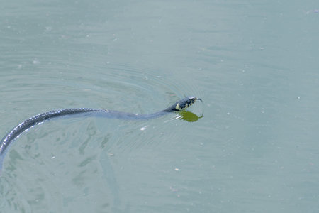 The grass snake (Natrix natrix) swims in the water. ringed snake, water snake.