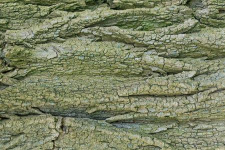 Tree trunk, close-up. Tree bark texture. Natural background. The rough, cracked surface of tree...