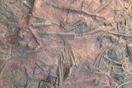 a fossil-rich surface with numerous small, cylindrical impressions embedded in a reddish-brown rock. The cylindrical fossils appear to be segments or remains of ancient marine organisms, likely crinoid stems or other invertebrates.の写真素材