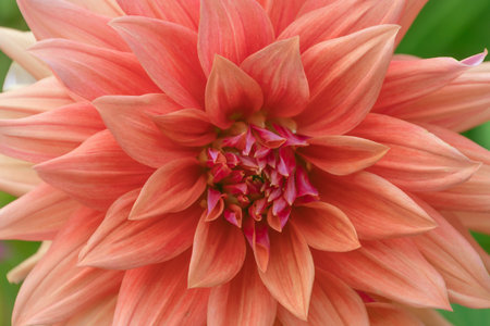 Beautiful pink flowers of Dahlia cultorum Thorsrud & Reisaeter, close-up. Floral background.の写真素材
