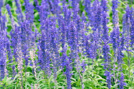 Beautiful purple flowers of Salvia farinacea. the mealycup sage, mealy sage.の写真素材