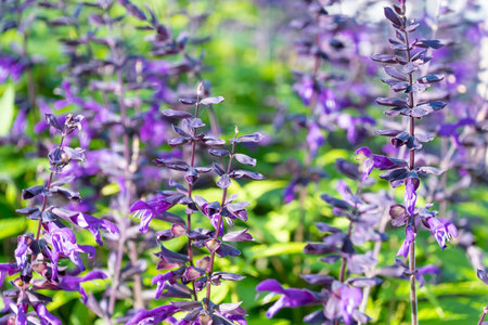 Beautiful purple flowers of Salvia guaranitica. the anise-scented sage, hummingbird sage.の写真素材