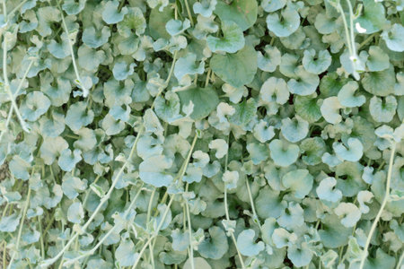 Dichondra argentea, the silver ponysfoot, silver nickel vine. Beautiful ornamental plant. flowering plant in the family Convolvulaceae.の写真素材