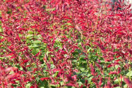 Beautiful red flowers Salvia splendens, the scarlet sage. Floral background.の写真素材