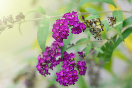 Beautiful purple flowers Buddleja davidii, close-up. summer lilac, butterfly-bush, orange eye....