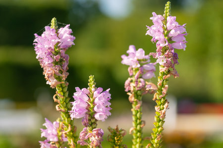 Beautiful pink flowers of Physostegia virginiana. obedient plant, obedience, false dragonhead. flowering plant in the mint family, Lamiaceae.の写真素材