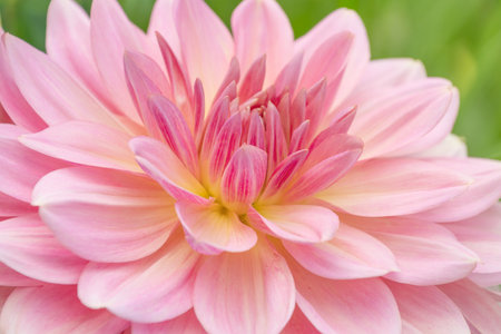 Beautiful pink flowers of Dahlia cultorum Thorsrud & Reisaeter, close-up. Floral background.の写真素材