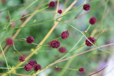 Beautiful small burgundy flowers Sanguisorba officinalis. Floral background.の写真素材