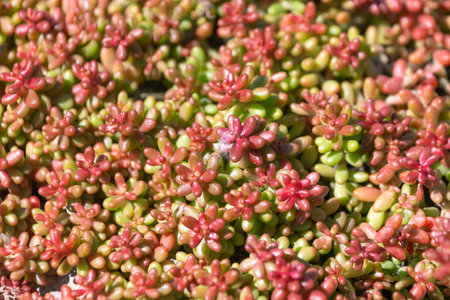 Sedum album, the white stonecrop. an ornamental plant. Natural background. Red-green plant.の写真素材
