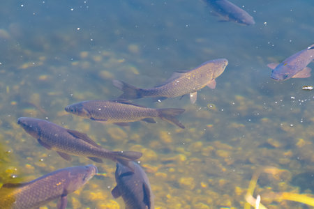 The Eurasian carp swims in a pond. European carp (Cyprinus carpio). the common carp. freshwater fish.の写真素材