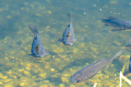 The Eurasian carp swims in a pond. European carp (Cyprinus carpio). the common carp. freshwater fish.の写真素材