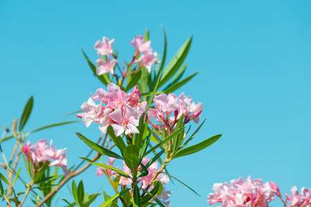 Beautiful pink flowers Nerium oleander. rosebay. Summer floral background.の写真素材