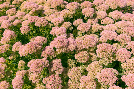Flowerbed with pink flowers Hylotelephium spectabile. showy stonecrop, iceplant, butterfly...