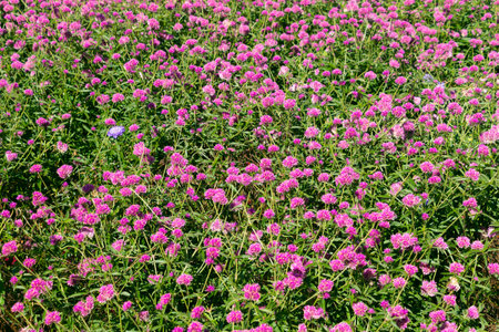 Beautiful pink flowers of Gomphrena globosa. globe amaranth. edible plant from the family Amaranthaceae.の写真素材