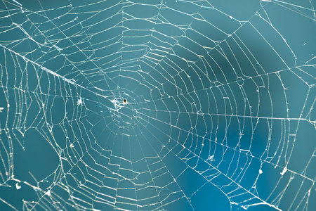 Large web and small spider on blue background. Nature background.