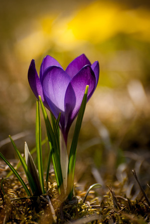 Violet crocus in beautiful spring blossomの写真素材
